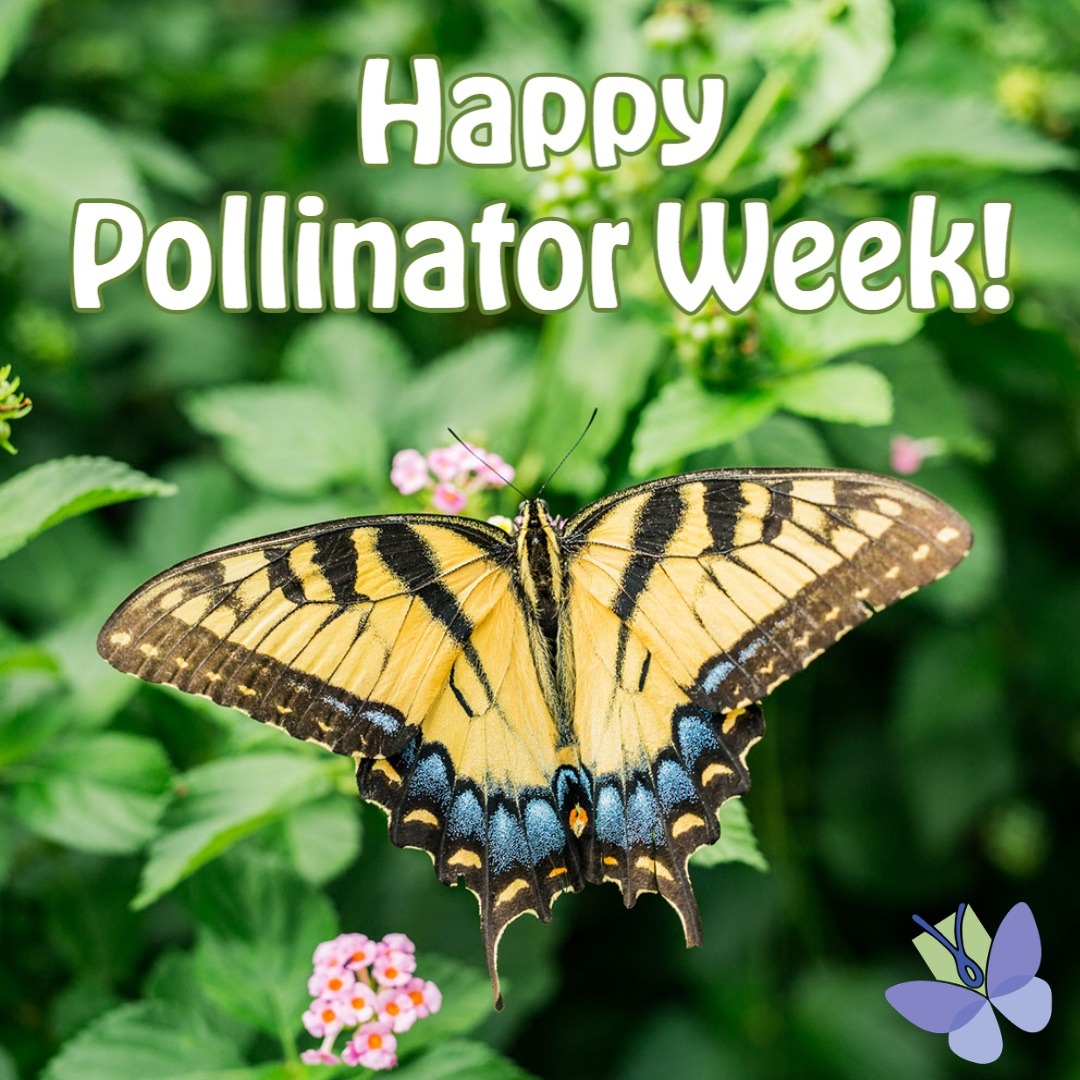 Pollinator_NN's tweet image. This week is Pollinator Week! We are kicking it off with a series of garden tours, check out more here: pollinator-pathway.org/tours

What are you doing to celebrate pollinators this week? Tell us in the comments below!

#pollinatorweek2023
#pollinatorweek
#pollinatorpathway
