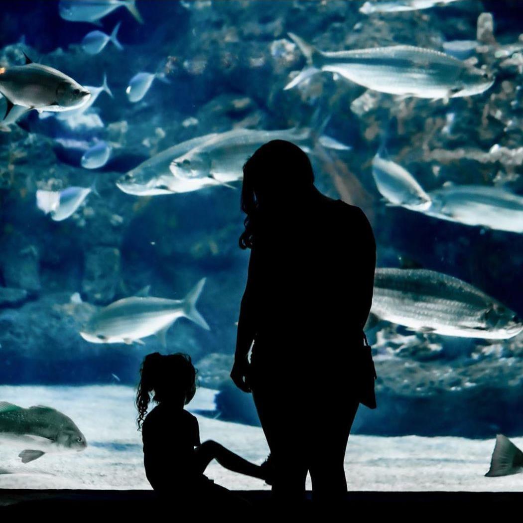 NC DNCR (@ncculture) on Twitter photo Happy National Zoo & Aquarium Month! NC is home to 3 different aquariums, but don’t worry we love them all the same! ❤️ Make sure to visit <a href="/NCAquariumFF/">NC Aquarium at FF</a>, <a href="/NCAquariumatPKS/">NC Aquarium at PKS</a>, and <a href="/NCAquarium_RI/">NC Aquarium on Roanoke Island</a> for each own individual & unique exhibits of our underwater sea friends! 📷 <a href="/NCAquariumFF/">NC Aquarium at FF</a> Happy National Zoo & Aquarium Month! NC is home to 3 different aquariums, but don’t worry we love them all the same! ❤️ Make sure to visit <a href="/NCAquariumFF/">NC Aquarium at FF</a>, <a href="/NCAquariumatPKS/">NC Aquarium at PKS</a>, and <a href="/NCAquarium_RI/">NC Aquarium on Roanoke Island</a> for each own individual & unique exhibits of our underwater sea friends! 📷 <a href="/NCAquariumFF/">NC Aquarium at FF</a>