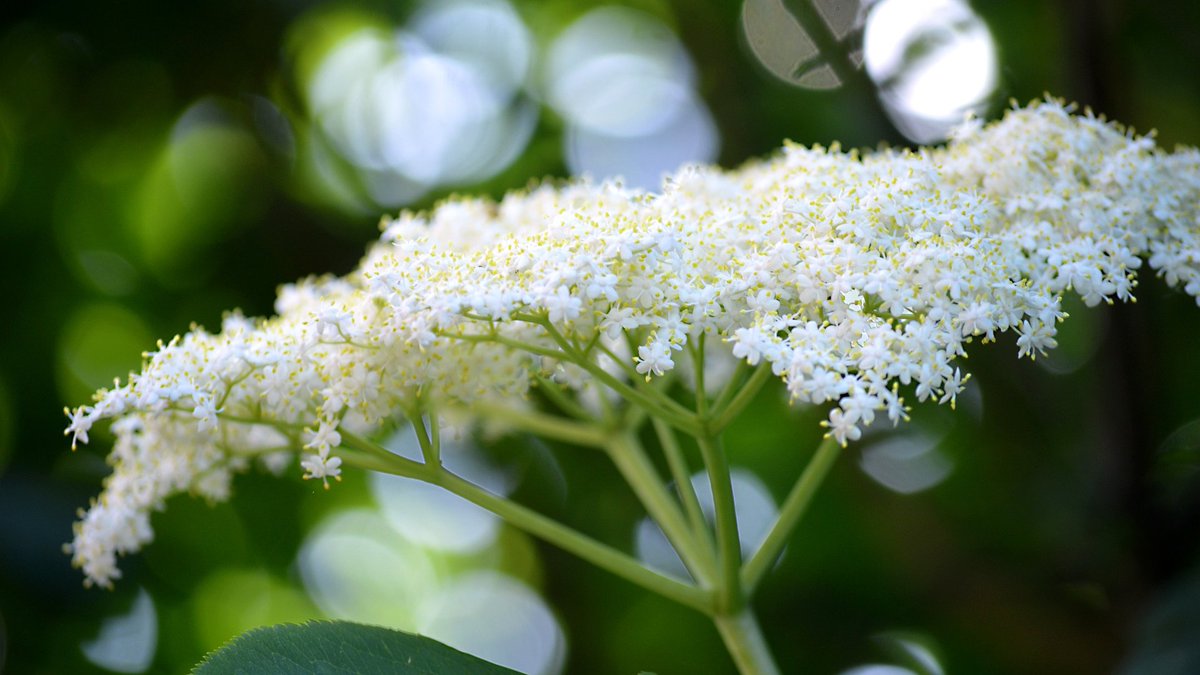 A CORYMB is a specific type of flowerhead—like that of an elderberry—that consists of multiple individual flowers grouped together, with those on the outside growing at the end of longer stalks than those in the middle so that the entire bloom is roughly the same level overall.