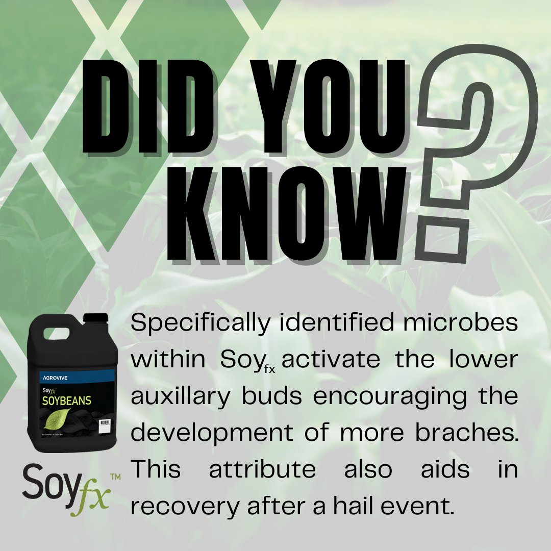 Hail? Soyfx has you covered. 
It's not too late to reserve your acres or learn more! Visit yieldmastersolutions.com/contact/

#YieldMasterSolutions #YMS #Crops #Farming #RowCrops #Agriculture #AgricultureBiologicals #Biologicals #RegenerativeAgriculture #RegenerativeFarming