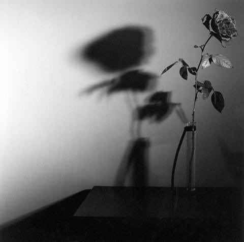 Mapplethorpe Art tweet media