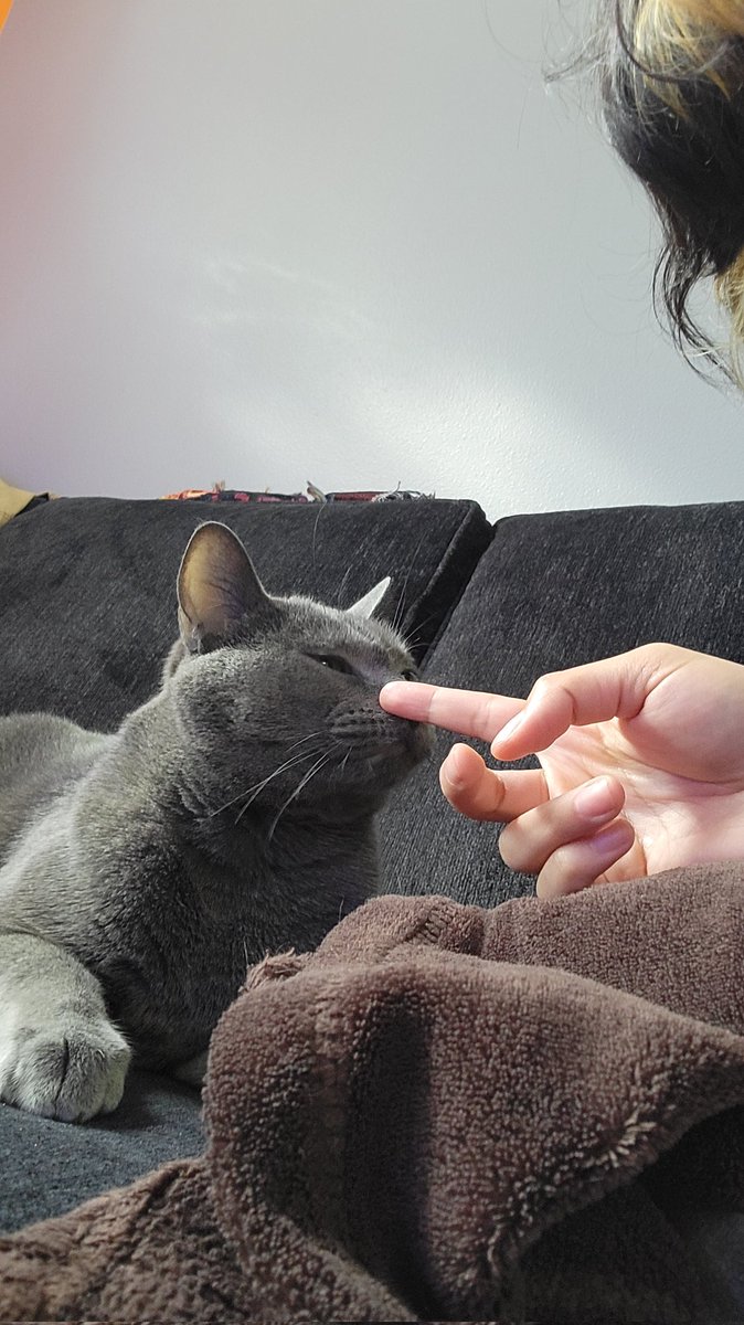 decaffkush's tweet photo. I love this guy but don't be fooled he's fucking evil 😑 he kept sticking his wet ass cold nose in my face and ears while I was trying to sleep. We almost learned if he could fly last night https://t.co/vj20Eqatt5