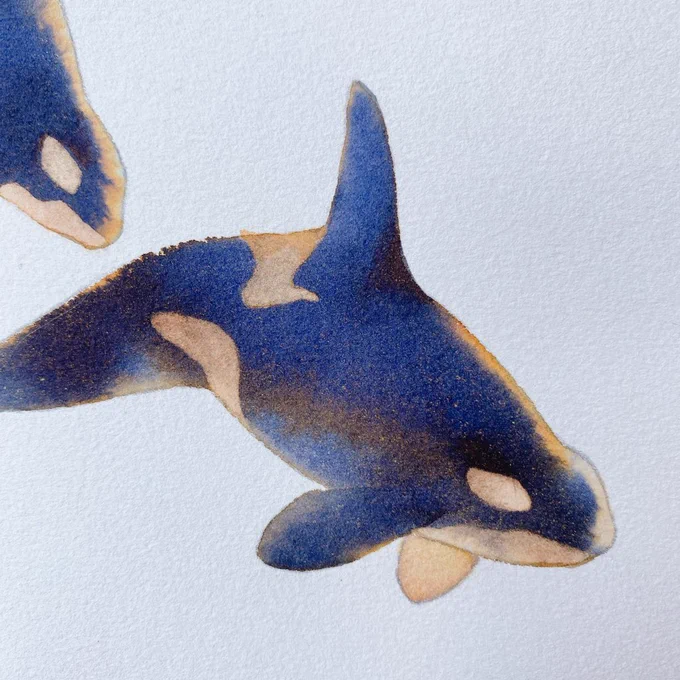 Killer whales, mind the gang!
