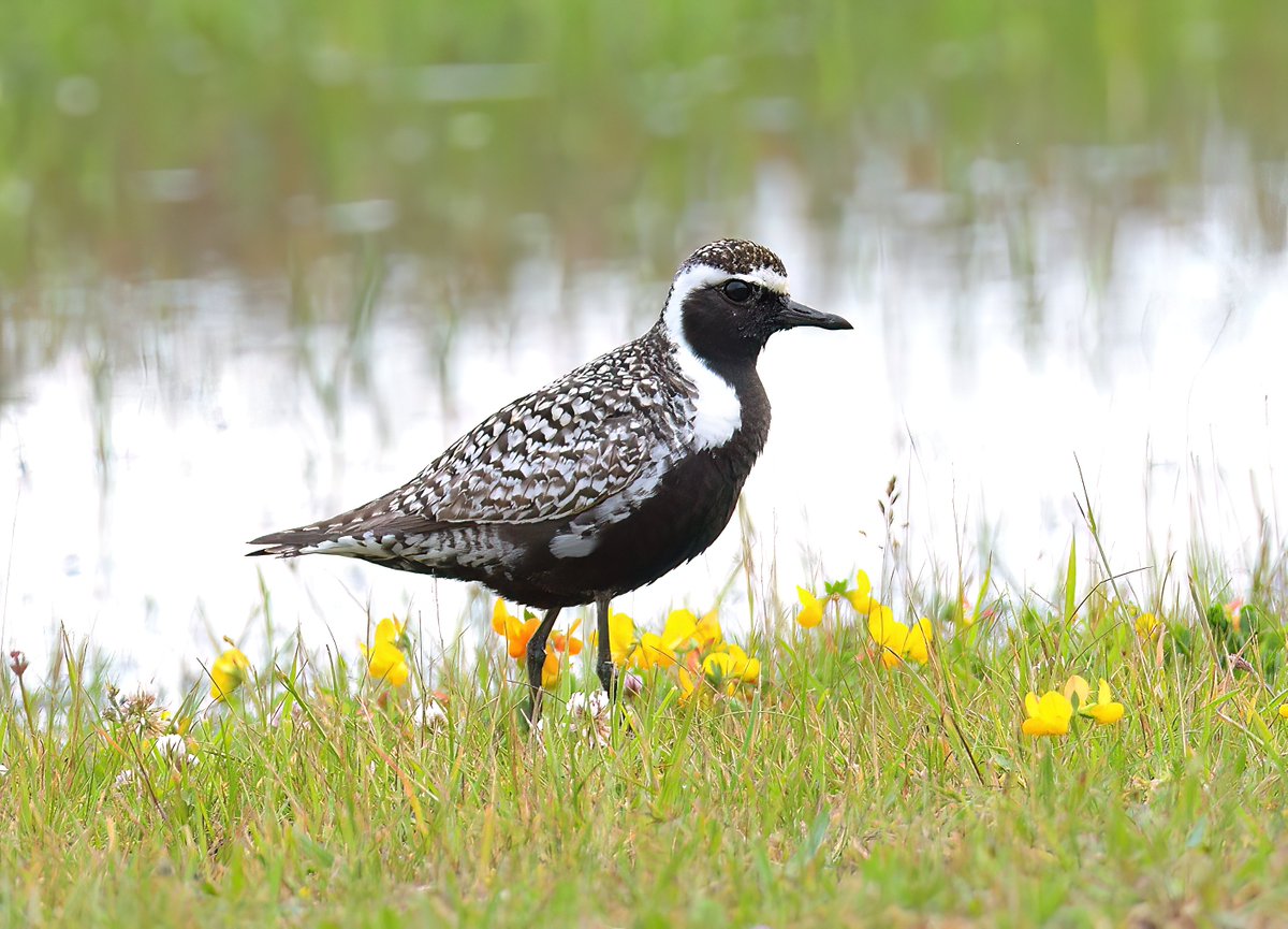 Couldn't resist posting another image of this stunning Pacific Golden Plover at Musselburgh on Saturday evening <a href="/birdinglothian/">Birding Lothian</a>
