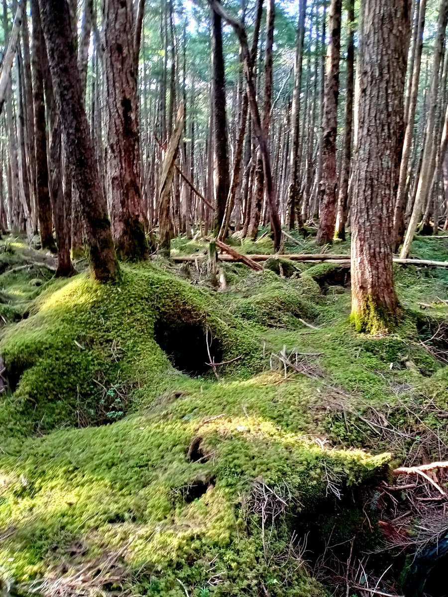 Bare🌹Rose 🗼Tokyo tweet media