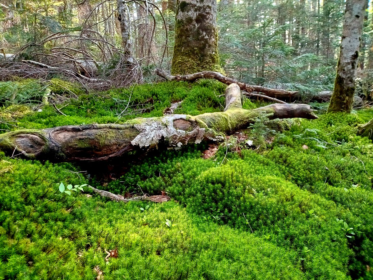 Bare🌹Rose 🗼Tokyo tweet media