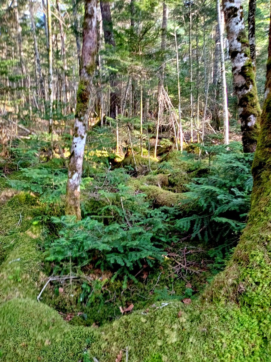 Bare🌹Rose 🗼Tokyo tweet media