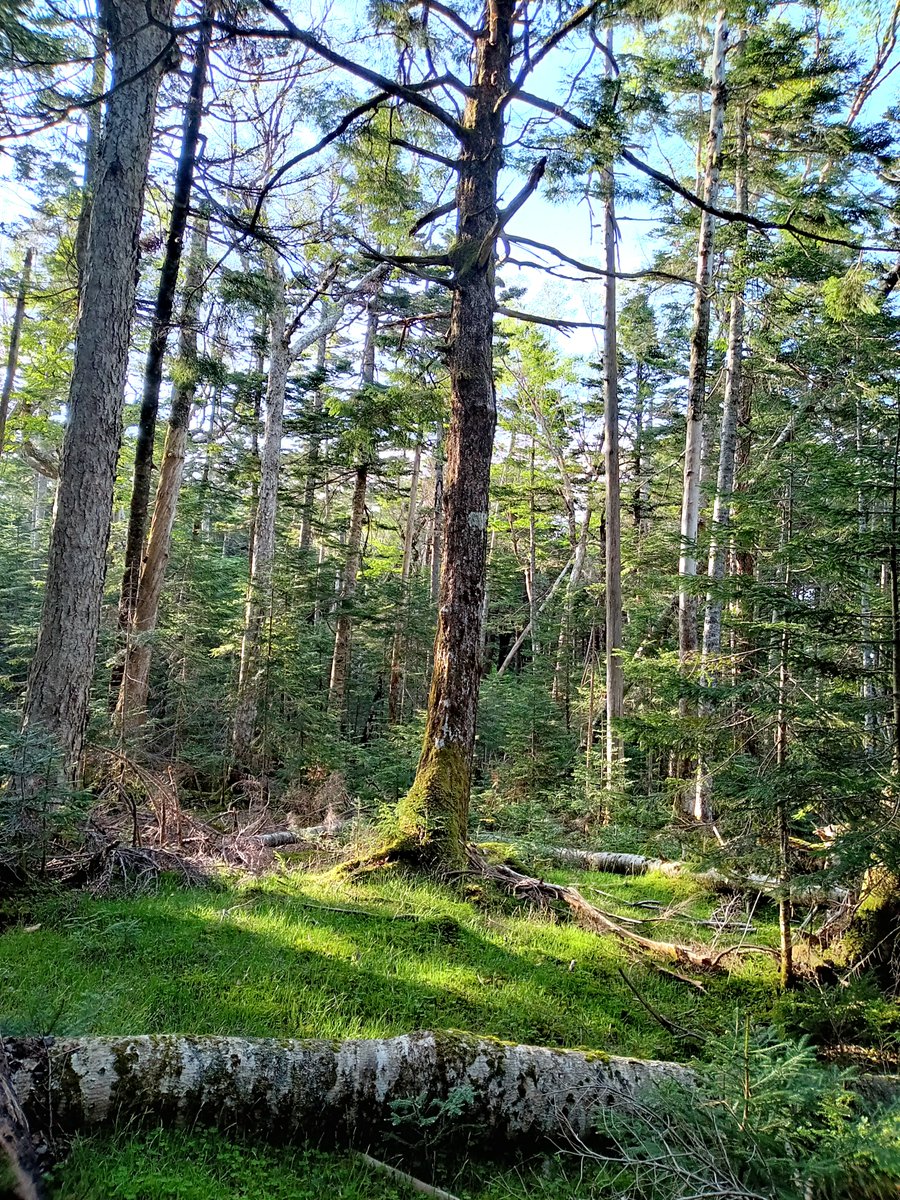 Bare🌹Rose 🗼Tokyo tweet media