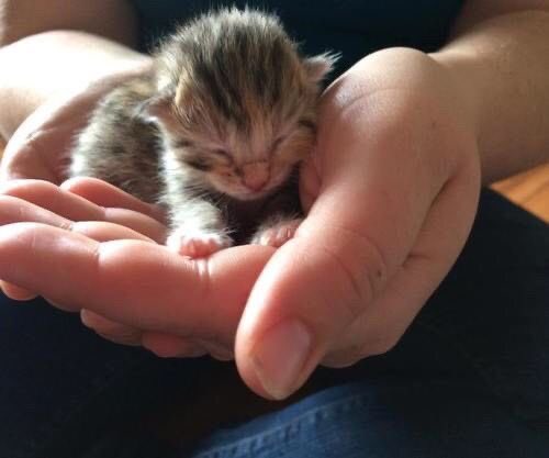 humspoingle's tweet photo. dinky is  so smal HAHAHAHA LOOKAT how small   tgey are!!! everyone look!!!! 🥛🥛🥛🍼 https://t.co/4HmcRtDTS6