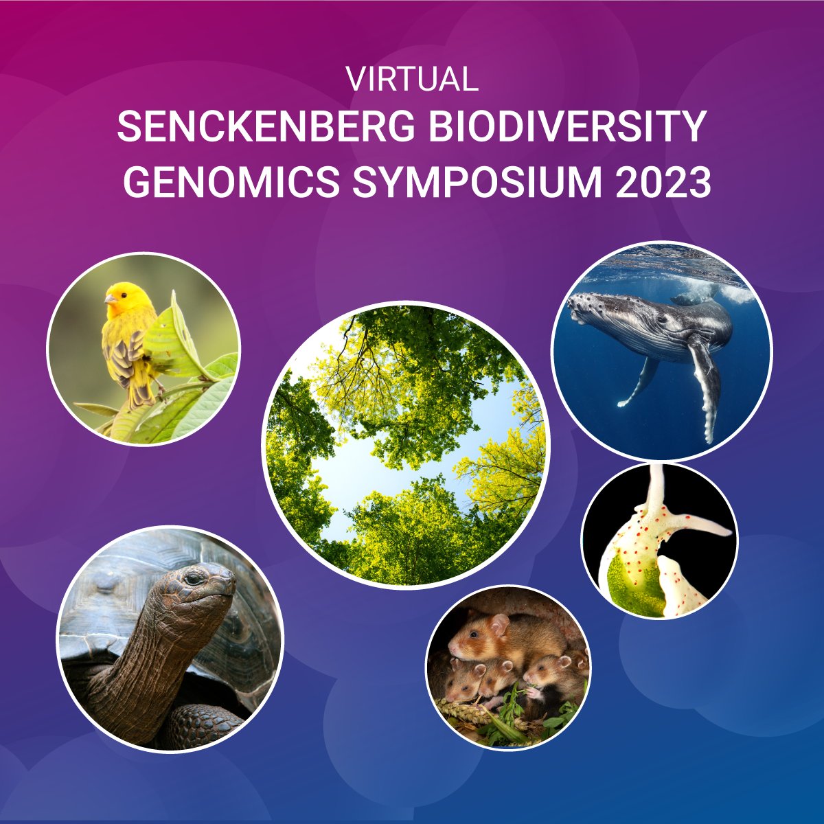 Only 2 days left and then our exciting @LOEWE_TBG @Senckenberg Biodiversity Genomics Symposium using @PacBio sequencing will start. I am honored to host the 2nd scientific session with talks about European field hamsters, songbirds, vampire bats, blue whales and tortoises.