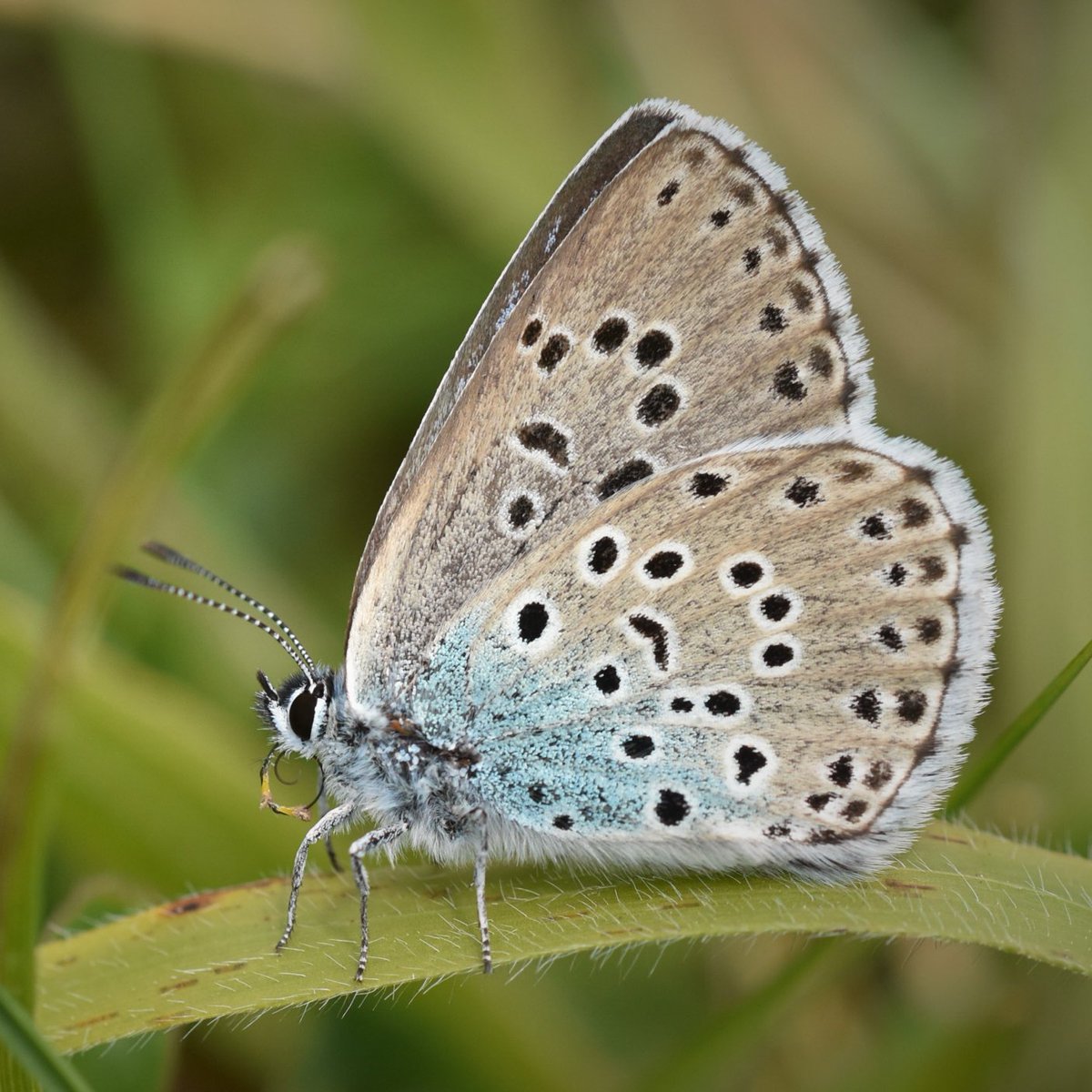 NTCotswolds's tweet photo. Fancy finding out more about the #LargeBlueButterfly and its reintroduction onto the #Stroud commons? Ranger Rich is leading a guided walk across #RodboroughCommon Tuesday 27 June, 9-11am to explore just that.
The walk is free but booking is essential: https://t.co/vuYaXRPsoB https://t.co/tx6NM1HDHV