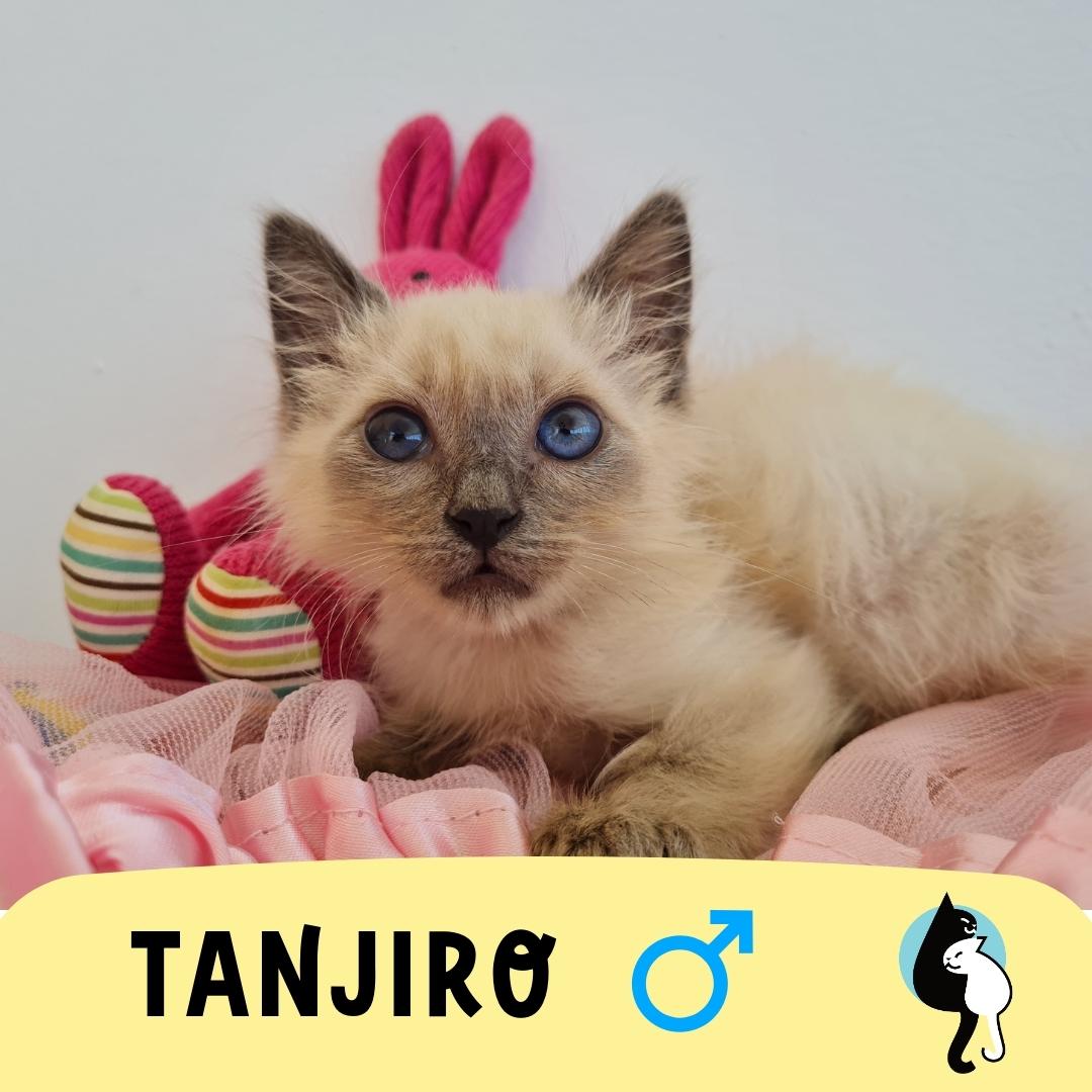 GatosAbandona2's tweet photo. 🐾💔 Cuatro hermanitos que sobrevivieron a la adversidad. Rescatados de una colonia enferma y abandonada, buscan un hogar lleno de amor. Ayúdanos a encontrarles una familia que les dé la oportunidad de tener una vida feliz.#AdopciónFelina #HermanitosValientes #AmorInquebrantable https://t.co/7YYNVdGkLq