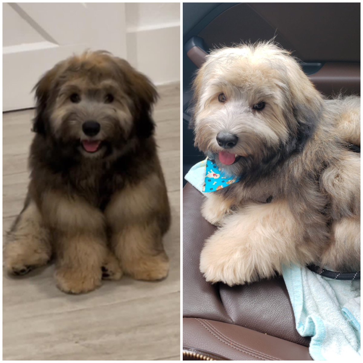 BoiPerfection's tweet photo. #Itstimetowalkfluffy this is Wesley before and after his walk. https://t.co/gudqfb9Fba