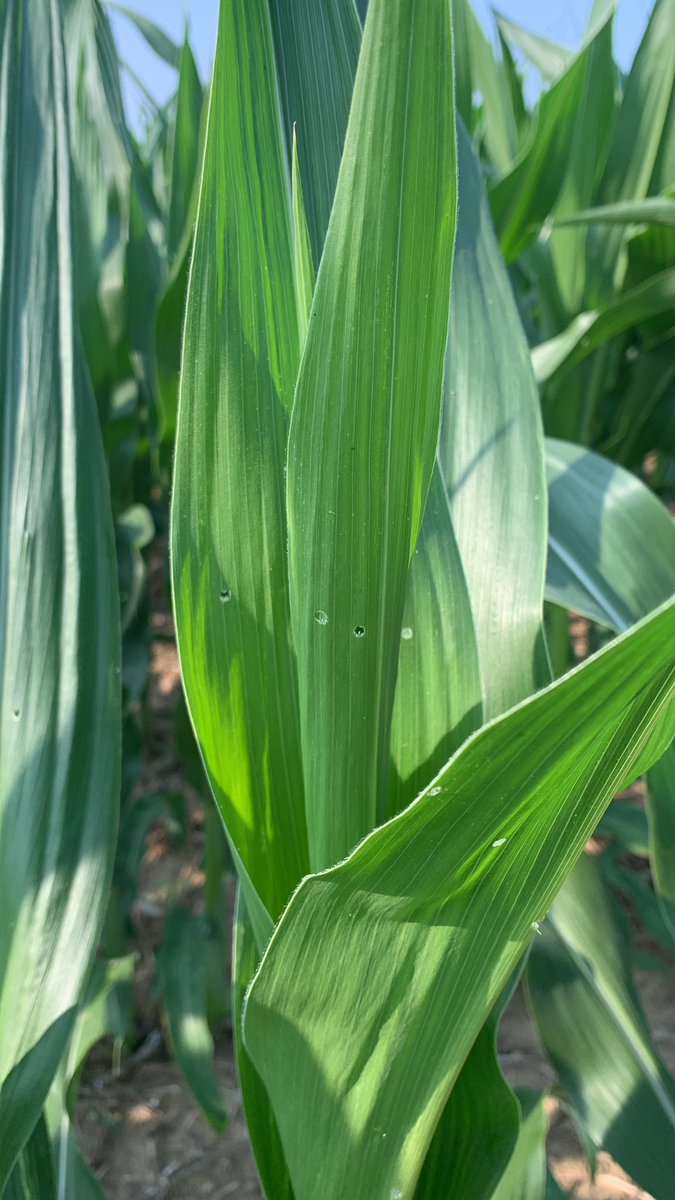 Cody Evans tweet media