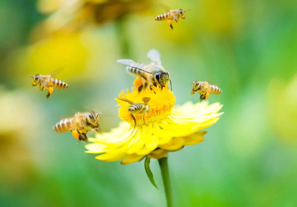 Earths_Symphony's tweet photo. 🐝 Bees are incredible pollinators! They play a crucial role in the reproduction of flowering plants, helping them to produce fruits and seeds. Unfortunately, bee populations are declining worldwide. #SaveTheBees #Pollinators https://t.co/o3QxlUClcC