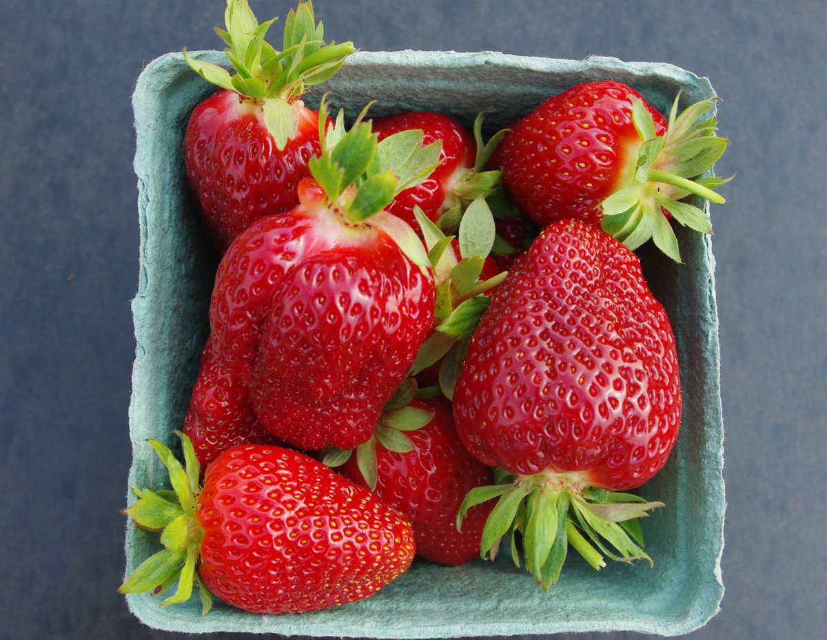 AAFC_Canada's tweet photo. Three new “berry” delicious strawberry varieties might be coming to store shelves near you this summer. 👀🍓 Learn about the hard work that goes into bringing new varieties to #CdnAg fields: https://t.co/cT9ohwXbsg #ScienceGrowsOn https://t.co/TR0fDr2gO9