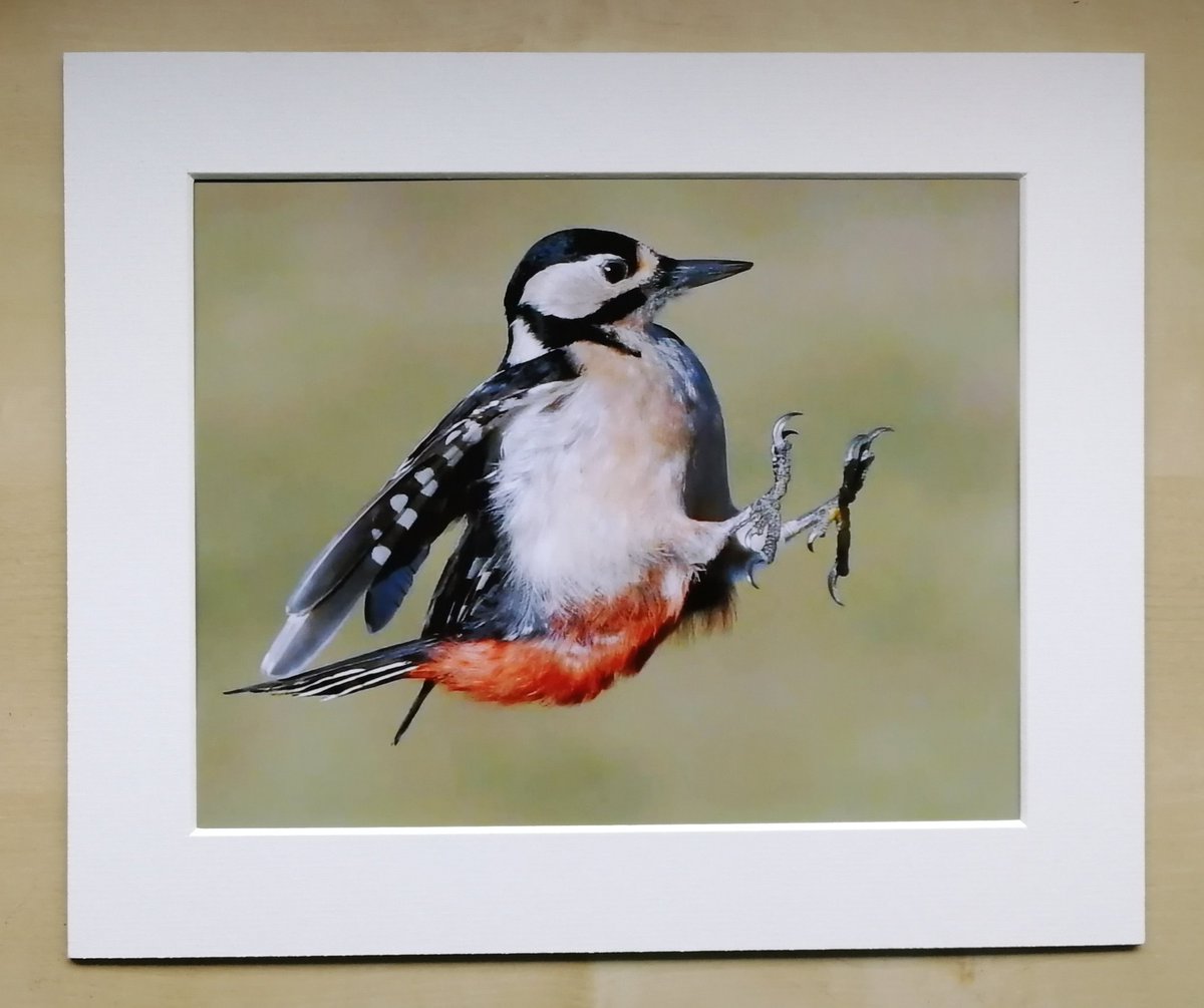 CarlBovisNature's tweet photo. COMPETITION!🎉 ❤️
  Win a signed 10x8 mounted print of your choice! 😀
https://t.co/XQNWTy2KJm 🐦
 To enter, retweet and tell me your favourite bird, using the hashtag #WinBovisPrint 😊🐦 
  I'll draw one winner from everyone who uses the hashtag, so please don't forget it.
Go!😀 https://t.co/O7cAOiI53b