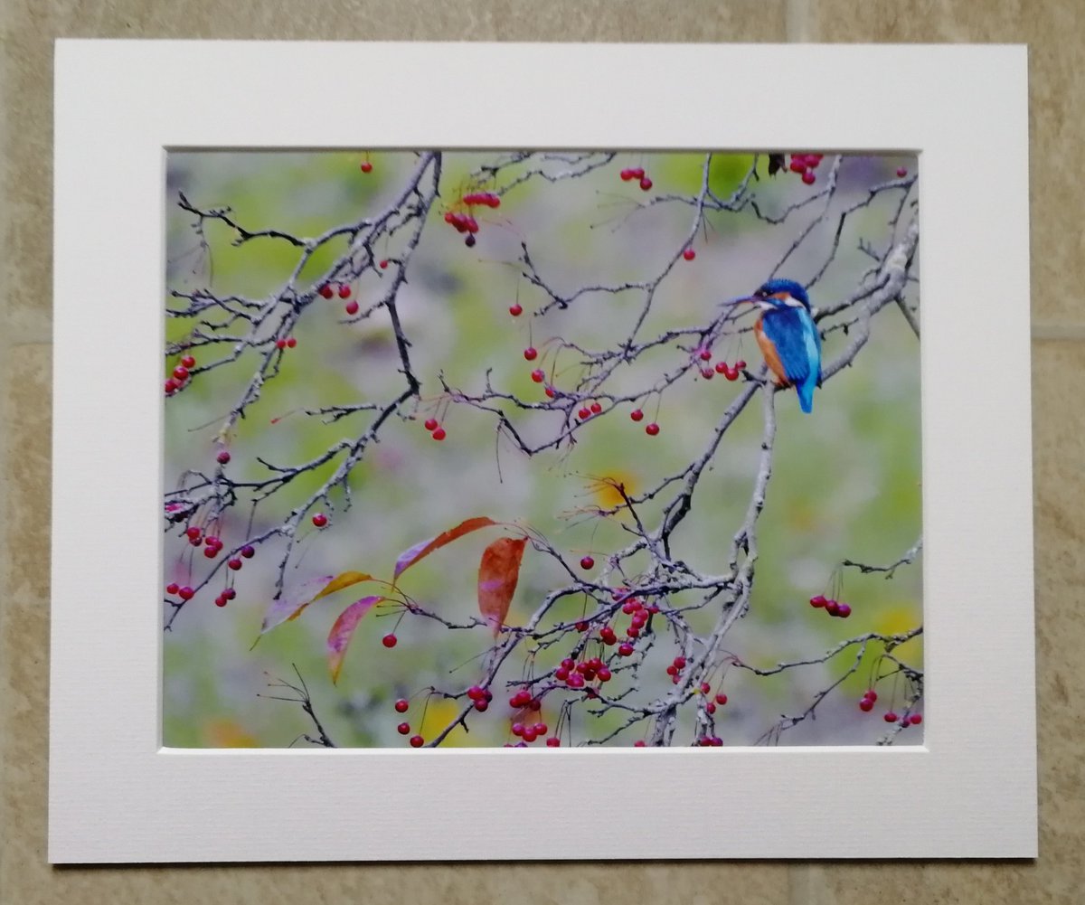 CarlBovisNature's tweet photo. COMPETITION!🎉 ❤️
  Win a signed 10x8 mounted print of your choice! 😀
https://t.co/XQNWTy2KJm 🐦
 To enter, retweet and tell me your favourite bird, using the hashtag #WinBovisPrint 😊🐦 
  I'll draw one winner from everyone who uses the hashtag, so please don't forget it.
Go!😀 https://t.co/O7cAOiI53b
