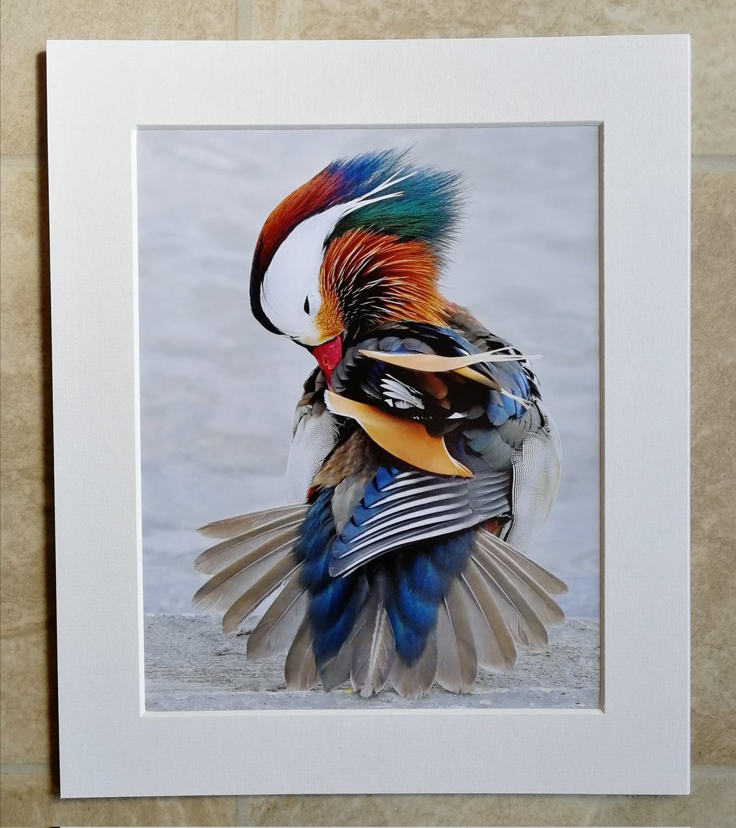 CarlBovisNature's tweet photo. COMPETITION!🎉 ❤️
  Win a signed 10x8 mounted print of your choice! 😀
https://t.co/XQNWTy2KJm 🐦
 To enter, retweet and tell me your favourite bird, using the hashtag #WinBovisPrint 😊🐦 
  I'll draw one winner from everyone who uses the hashtag, so please don't forget it.
Go!😀 https://t.co/O7cAOiI53b