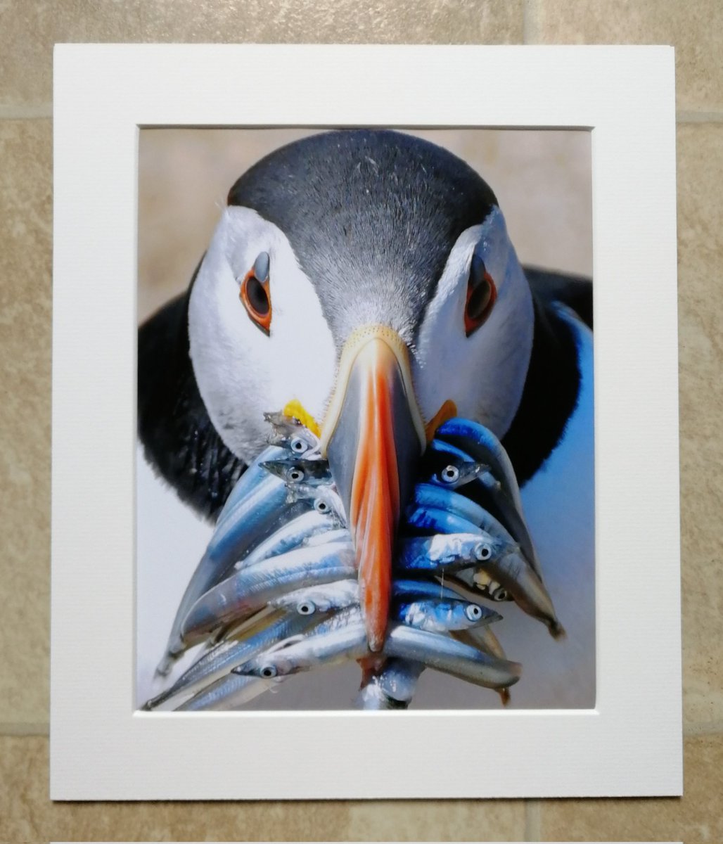 COMPETITION!🎉 ❤️
  Win a signed 10x8 mounted print of your choice! 😀
carlbovis.com/10x8-prints 🐦
 To enter, retweet and tell me your favourite bird, using the hashtag #WinBovisPrint 😊🐦 
  I'll draw one winner from everyone who uses the hashtag, so please don't forget it.
Go!😀