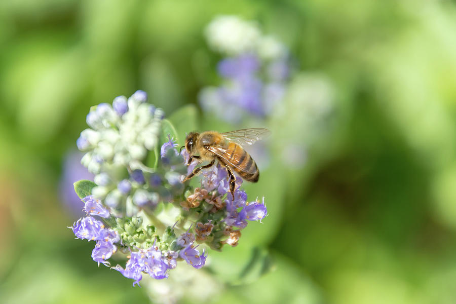 'If There Are Flowers There Will Be Bees' by Debra Martz
At least it seems that way!

Available-Here:  fineartamerica.com/featured/if-th…

#bee #flowers #PollinatorWeek #macro #PhotographyIsArt #BuyIntoArt #AYearForArt #NaturePhotography #nature #naturelover #rtArtBoost