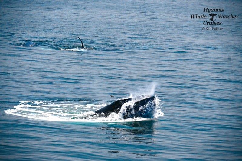 Gives new meaning to 'Big Gulp"