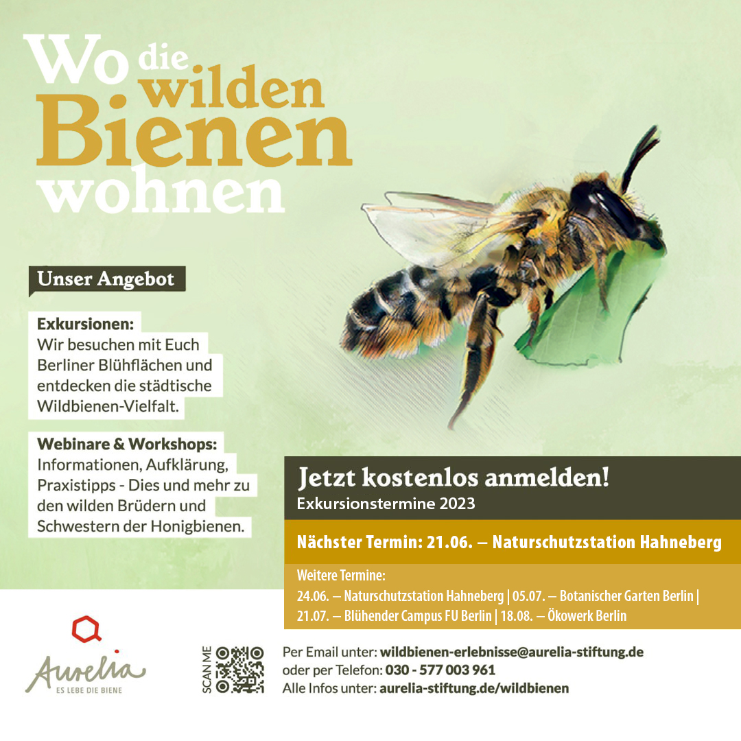 Wir veranstalten wieder unsere kostenlosen Wildbienen-Exkursionen in Berlin! 

Übermorgen treffen wir uns um 15.30 Uhr an der Naturschutzstation Hahneberg und ziehen mit dem Kescher los, um die wilden Bienen genau unter die Lupe zu nehmen. 

Kommt vorbei, seid dabei!🐝🌺👀💛