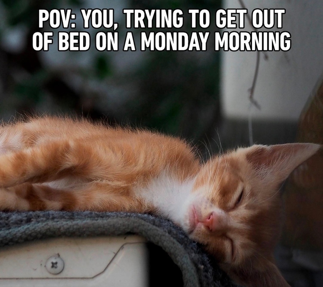 Rise and shine, sleepyheads! It's time to turn those Monday blues into motivation and conquer the week like a boss 💪☀️ 

#realtor #realestate #womeninbusiness #women #business #shoplocal #supportlocal #c21 #c21eadingedge #animalshelters #animalsupport #buyahomegiveahome