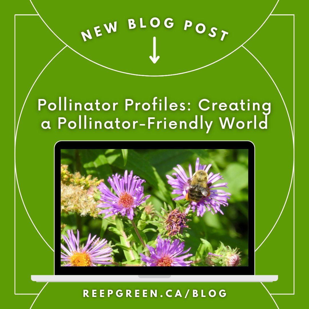 ReepGreen's tweet image. It's #pollinatorweek2023 🐝🦋🪰

To celebrate the occasion and to spread awareness about our local pollinators, Sydney, our Marketing and Events Assistant, wrote this blog highlighting pollinator species in our region.

Read the full blog here: bit.ly/3NvXxfD