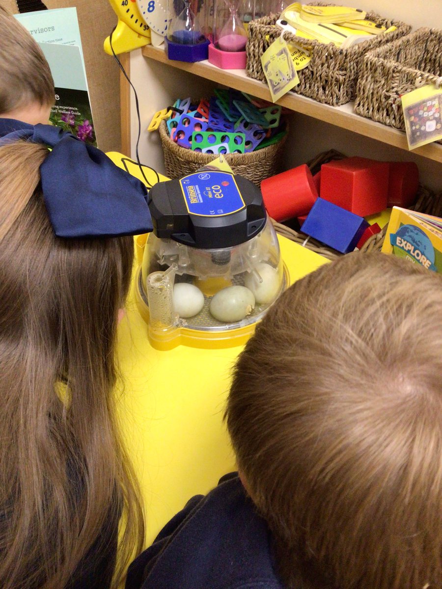 YRPinkClass's tweet image. On Friday we said goodbye to our ducklings that we watched hatch and grow. We loved caring for them and giving them their first swim in the pool. They will now go to new homes. Well done Reception.