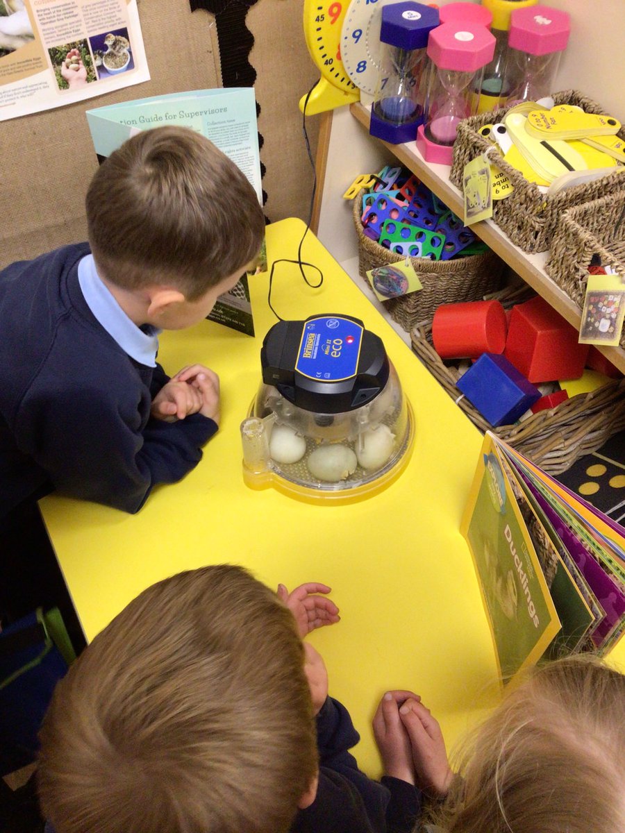 YRPinkClass's tweet image. On Friday we said goodbye to our ducklings that we watched hatch and grow. We loved caring for them and giving them their first swim in the pool. They will now go to new homes. Well done Reception.