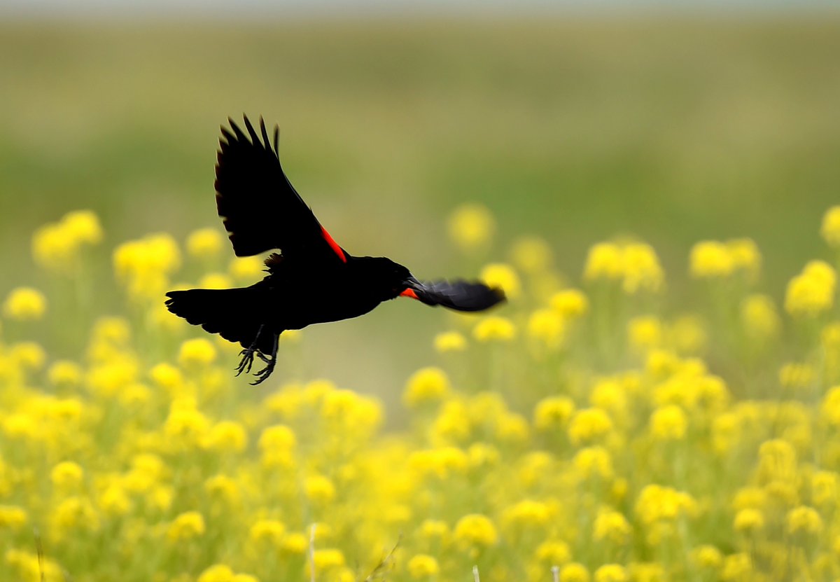 A male red-winged blackbird flies over a stand of yellow mustard flowers near Acton on Sunday.