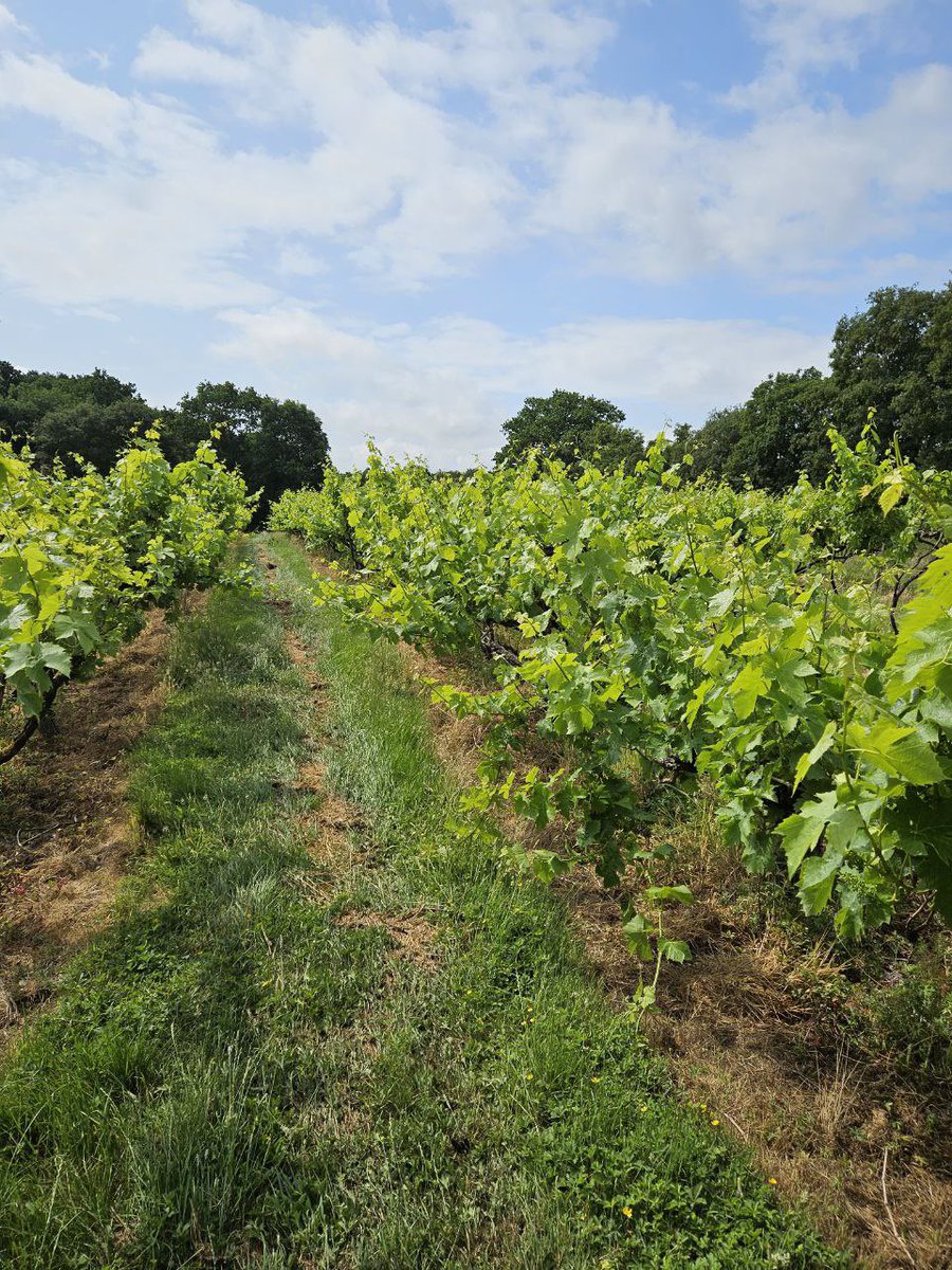 Vines looking summery at #harbournevineyard 🌞