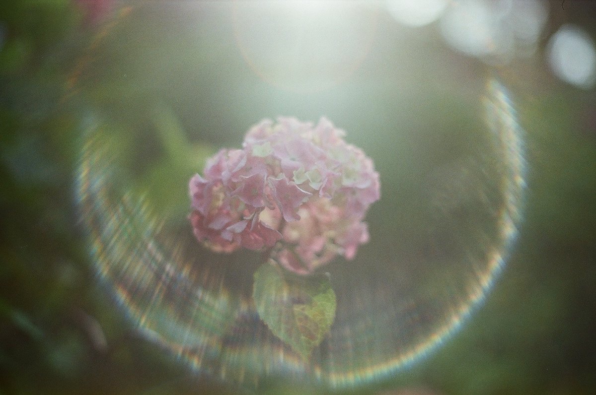 don_ta_rawo's tweet photo. #紫陽花の季節 #PENTAX_SP #スーパータクマー #オールドレンズ
昨日フィルムカメラで撮ったアジサイのベストショット https://t.co/sQojBvD9MA
