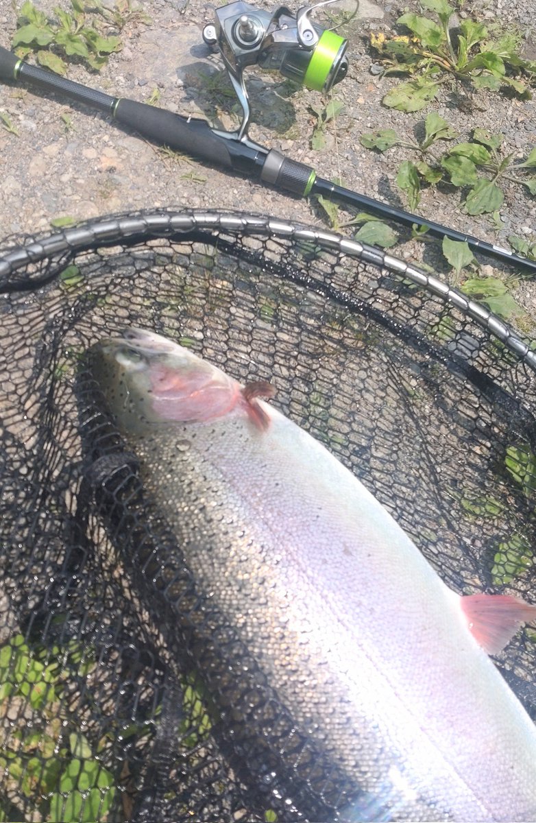 にゃんこと戯れ