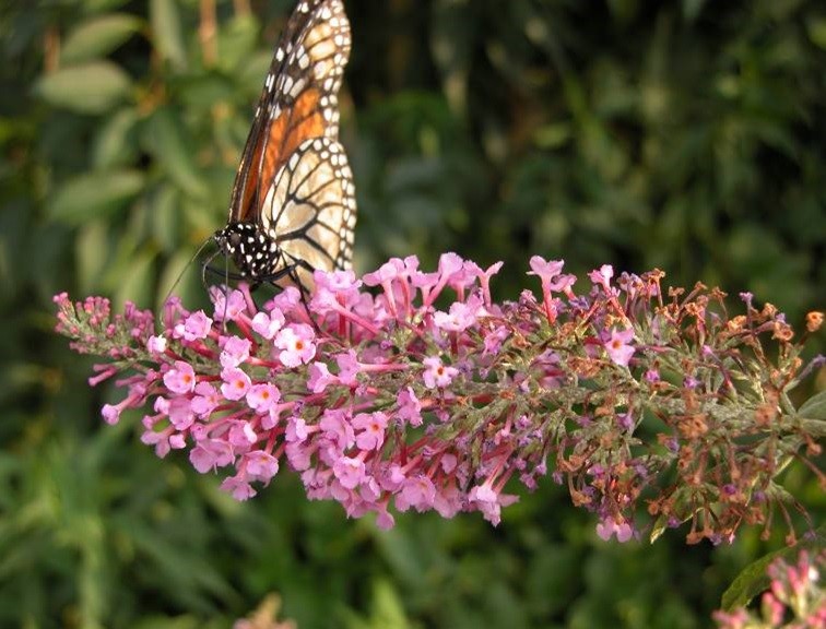 Bee Culture Magazine tweet media