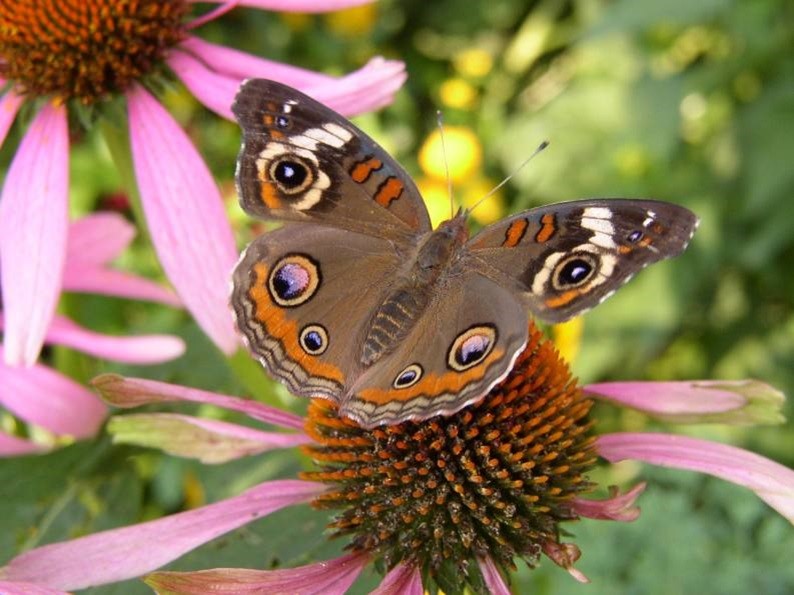 Bee Culture Magazine tweet media