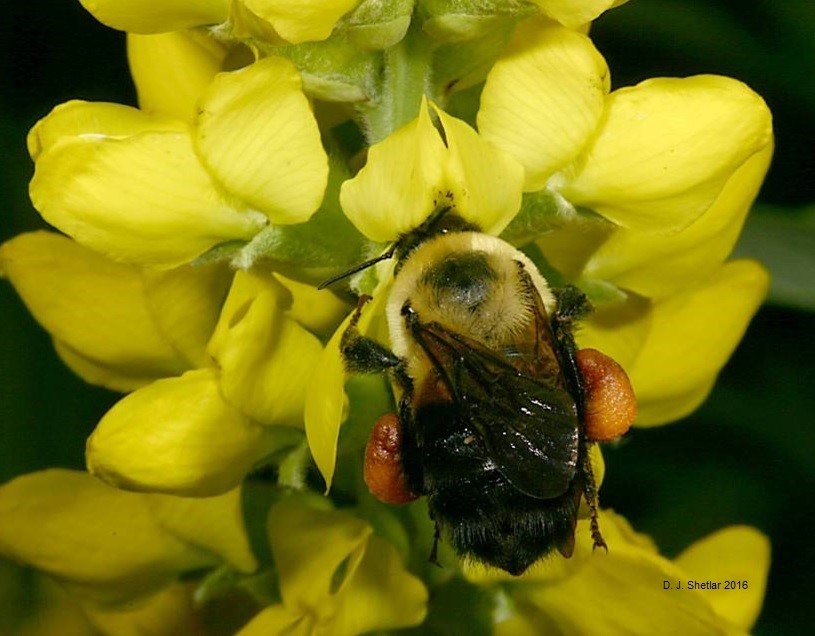 Bee Culture Magazine tweet media