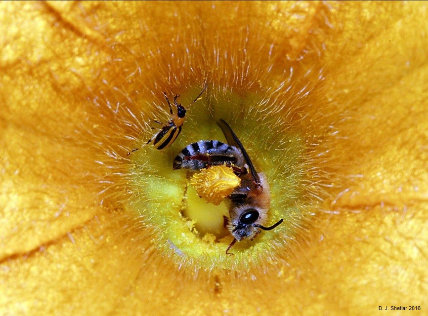 Bee Culture Magazine tweet media