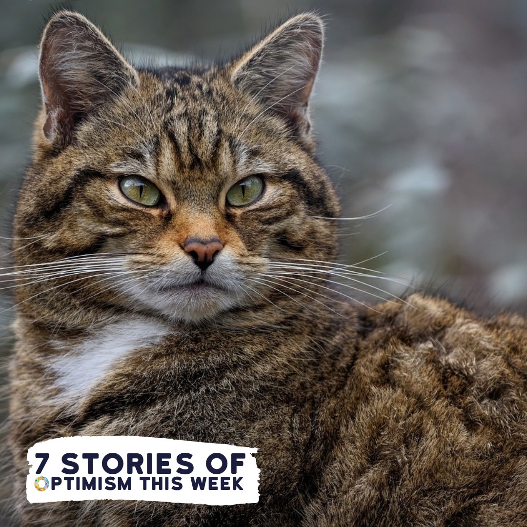 Our #ConservationOptimism Round-Up this week features an audacious continent-wide effort to re-introduce mammals to new locations and predator-free habitats...

To learn this as well as other optimistic stories from around the word, read on here:

shorturl.at/AINT8