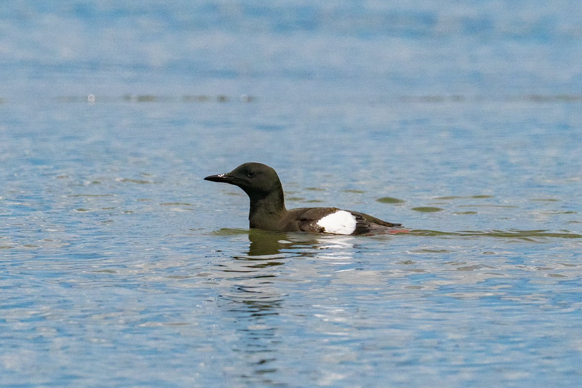 Black Guillemot <a href="/hilbrebirdobs/">Hilbre Bird Obs</a> showed rather well today. Fishing off the east side as the tide ebbed. I’ve not seen it catch anything yet though.