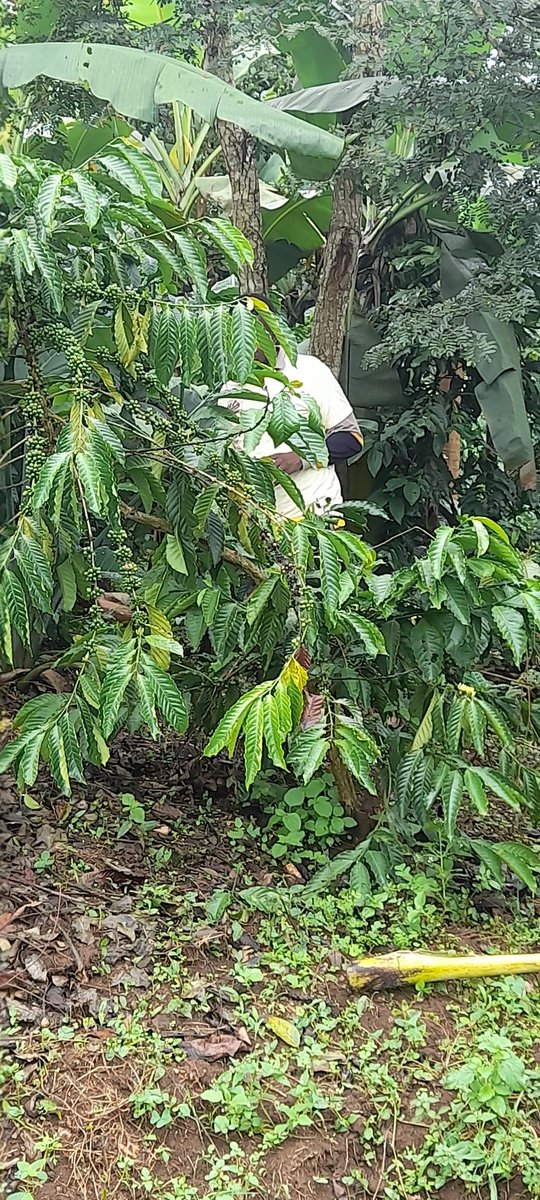 Lule Tefeero tweet media