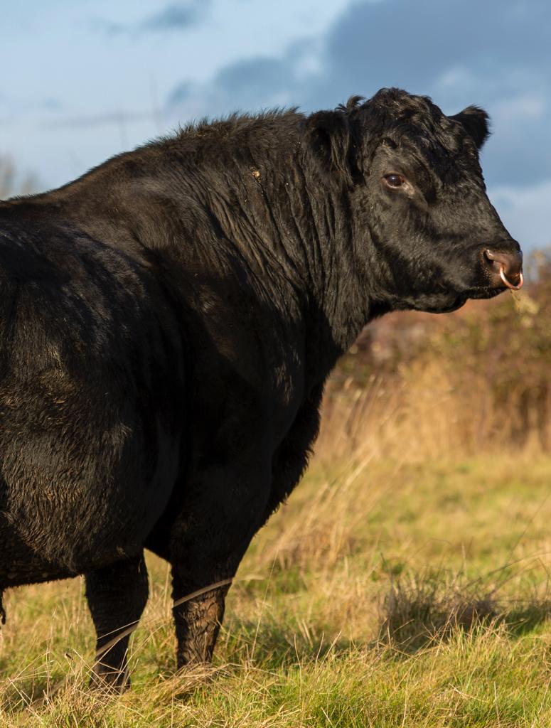 Phepson Angus tweet media