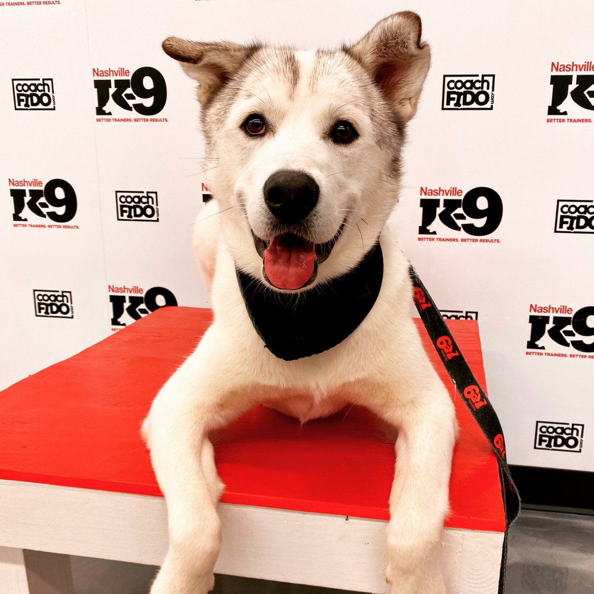 Congratulations, Bohdi! You graduated!! 

#siberianhusky #dogtraining #nashville #nashvilledogtraining  #obedience #nashvilledogtrainer #positivereinforcement #clickertraining #agility #behavior #bettertrainers #betterresults #NashvilleK9