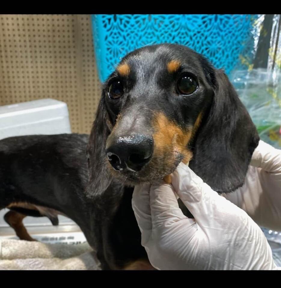 🐾 Welcome the newest members to the pack, Flora &amp; Gus!
As with all of our rescues, they need Guardian Angels to sponsor them whilst in SK, even a £1 a month. We know times are tough right now. 

Please contact Terri@dmtdrsg.onmicrosoft.com if you would like to support them. 🙏🙏