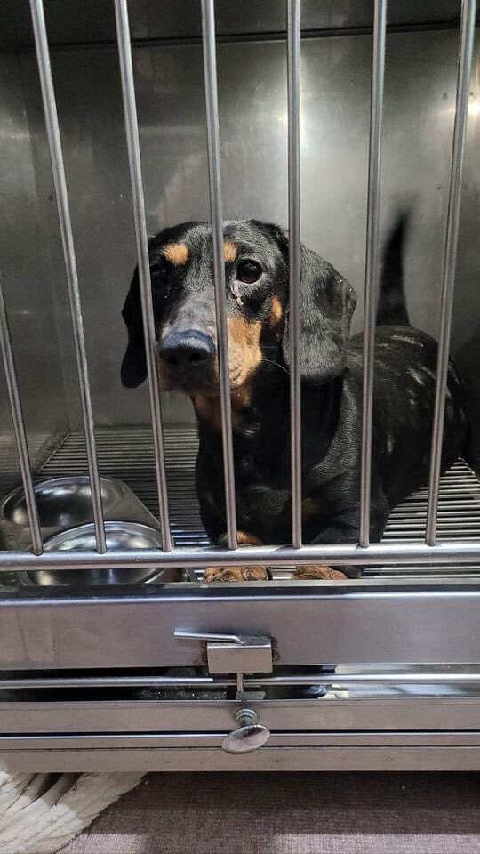 Dog Meat Trade Dachshund Rescue & Support Group tweet media