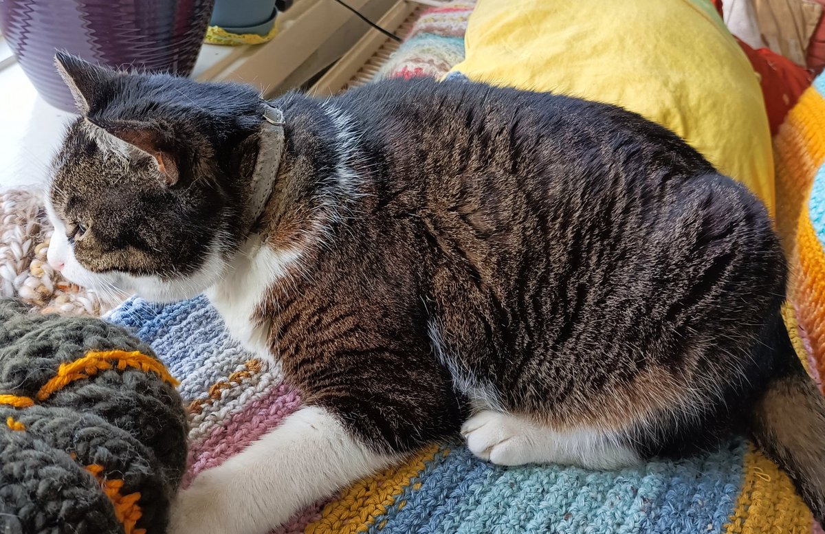 It's a shy loaf today for #kittyloafmonday 🍞 😺💕🐾
#CatsOfTwitter