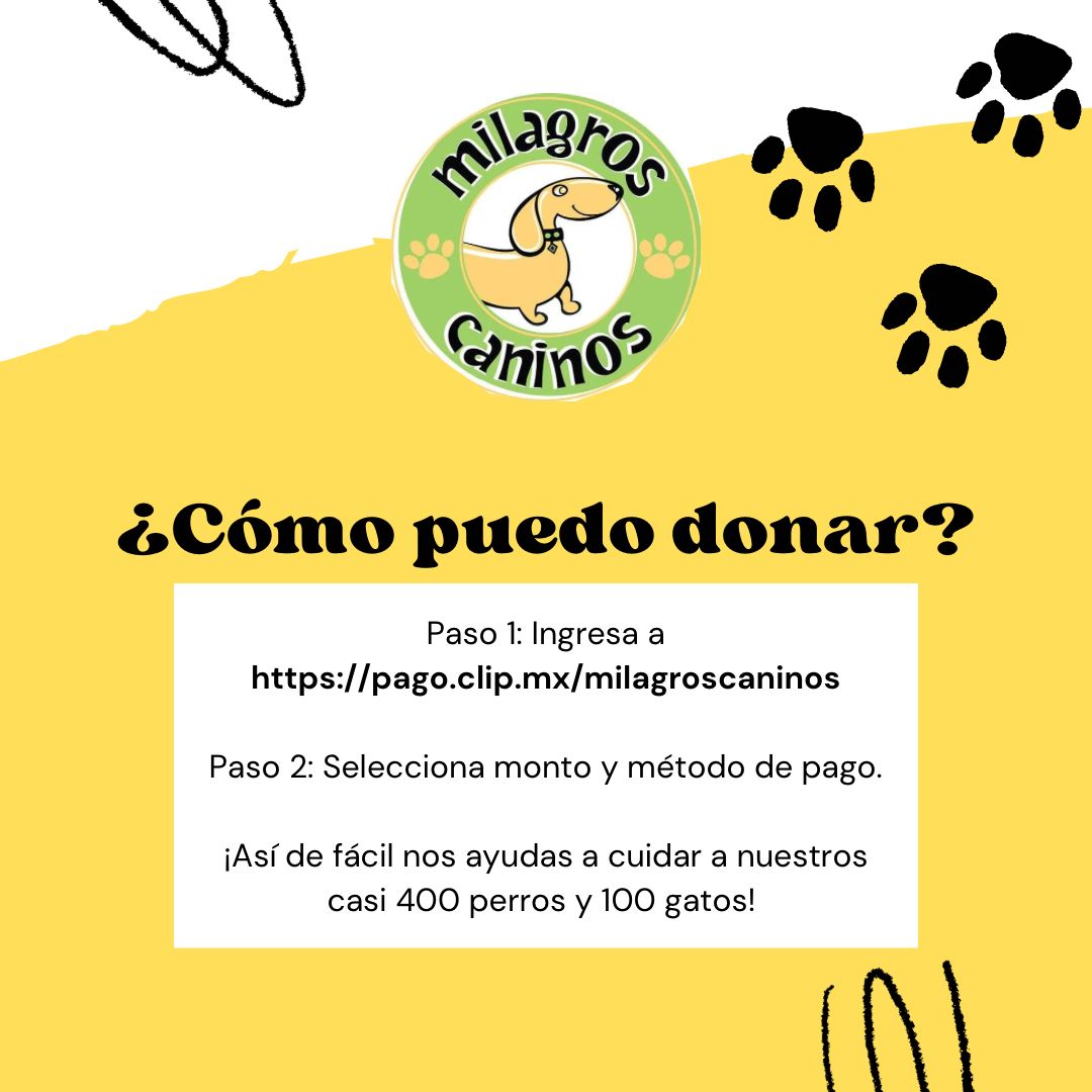 milagroscaninos's tweet photo. ¿Sabías que en Milagros Caninos tenemos actualmente casi 400 perritos🐶 y 100 gatitos 🐱?
¡Tu donación hace la diferencia!
https://t.co/UXqzMXkk59 https://t.co/5oXg4cOgir