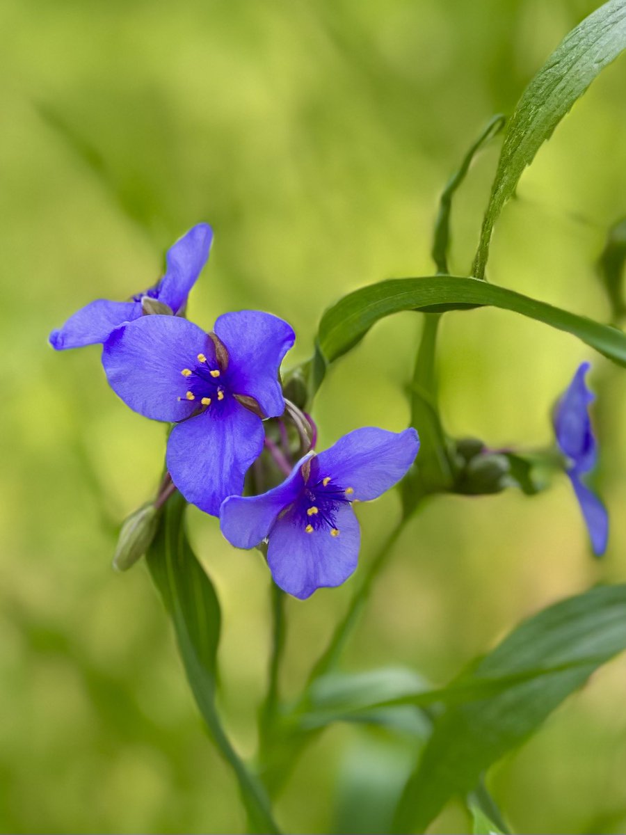 FlowerOfThe_Day's tweet photo. #floweroftheday #spiderwort @LCFPD #middlefork https://t.co/oxj2TWVrrZ