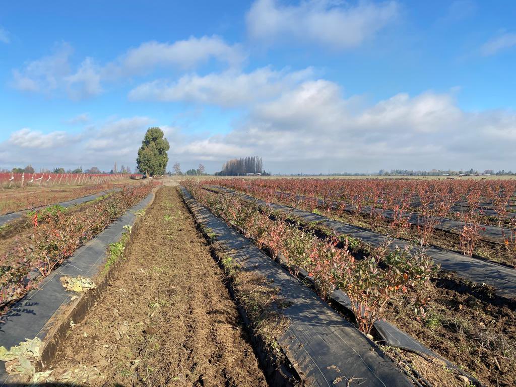 alfaberries's tweet photo. Nuevas variedades de #arándanos de Fall Creek, empresa especializada en la genética de este berry hace más de 40 años y que ha ido construyendo diferentes viveros a lo largo del mundo 🌍 https://t.co/pn8qmrIThJ